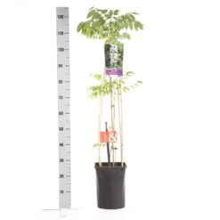 Japanse Blauwe Regen, Wit (Wisteria Floribunda 'Alba') -Klim Rose Winkel wisteria floribunda alba 1.00 1.25