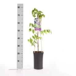 Blauwe Regen, Roze (Wisteria Floribunda 'Rosea') -Klim Rose Winkel wisteria floribunda rosea