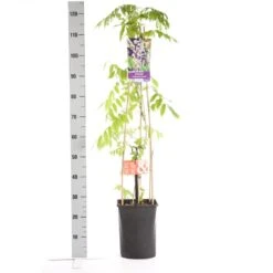 Blauwe Regen, Roze (Wisteria Floribunda 'Rosea') -Klim Rose Winkel wisteria floribunda rosea 1.00 1.25