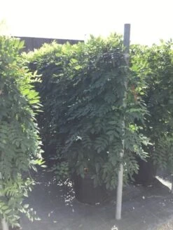 Blauwe Regen Als Leivorm (Wisteria Brachybotrys 'Yokohama Fuji') -Klim Rose Winkel wisteria lage leivorm 2