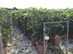 Blauwe Regen Als Leivorm (Wisteria Brachybotrys 'Yokohama Fuji') -Klim Rose Winkel wisteria lage leivorm c18