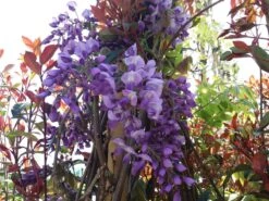 Blauwe Regen (Wisteria Sinensis 'Prolific') -Klim Rose Winkel wisteria sin. prolific 2