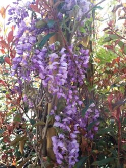 Blauwe Regen (Wisteria Sinensis 'Prolific') -Klim Rose Winkel wisteria sin. prolific 3