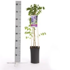 Blauwe Regen (Wisteria Sinensis 'Prolific') -Klim Rose Winkel wisteria sinensis prolific