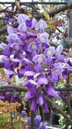 Blauwe Regen Als Leivorm (Wisteria Brachybotrys 'Yokohama Fuji') -Klim Rose Winkel wisteria yokohama fji