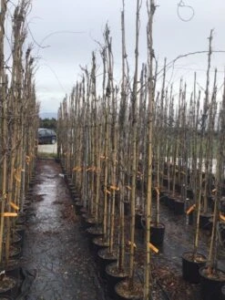 Blauweregen (Wisteria Sinensis 'Caroline') -Klim Rose Winkel wisteriacaroline01