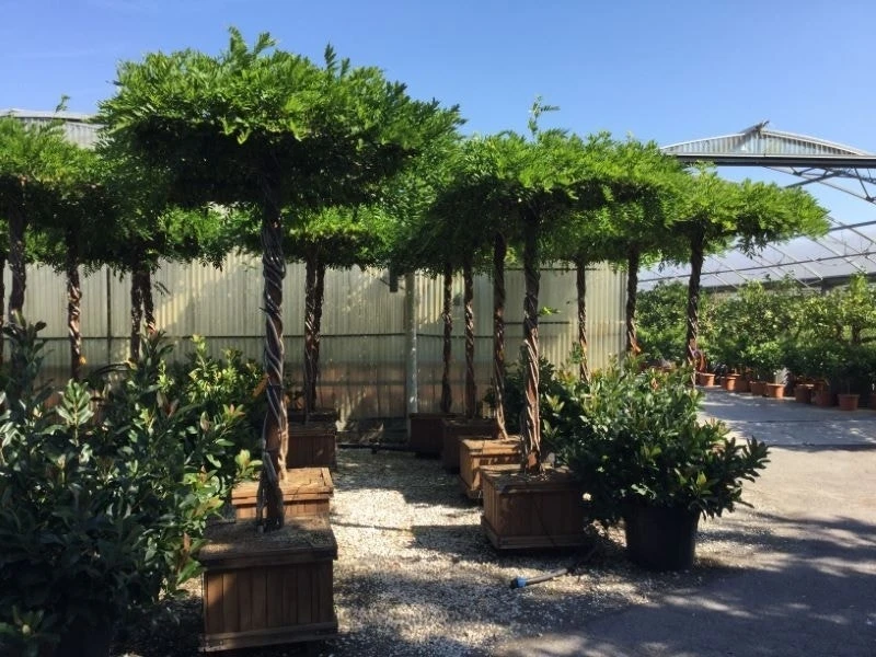 Blauwe Regen Als Dakboom (Wisteria Chinensis 'Blue Sapphire') 3 Blauwe Regen Als Dakboom (Wisteria Chinensis 'Blue Sapphire')