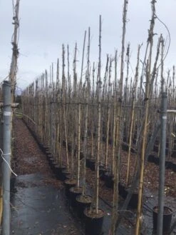 Blauweregen (Wisteria Floribunda 'Domino') -Klim Rose Winkel wisteriadomino01