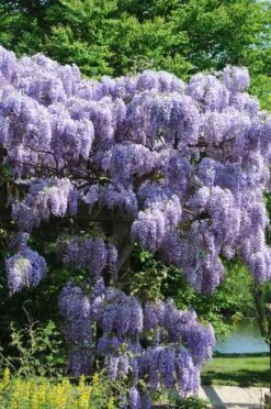 Blauwe Regen (Wisteria Sinensis 'Prolific') -Klim Rose Winkel wisteriaprolificvi01