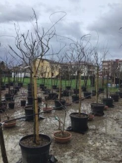 Blauweregen Als Boom (Wisteria Floribunda 'Snow Showers') 5 Blauweregen Als Boom (Wisteria Floribunda 'Snow Showers') -Klim Rose Winkel wisteriasnowshowers01