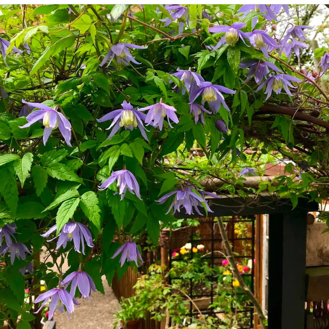 Klim Rose Winkel -Klim Rose Winkel Clematis Alpina Bosrank