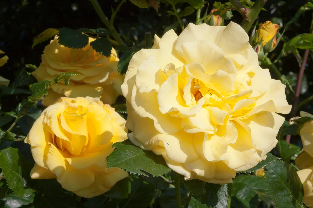 Klim Rose Winkel -Klim Rose Winkel RHS WSYD0010550 12667