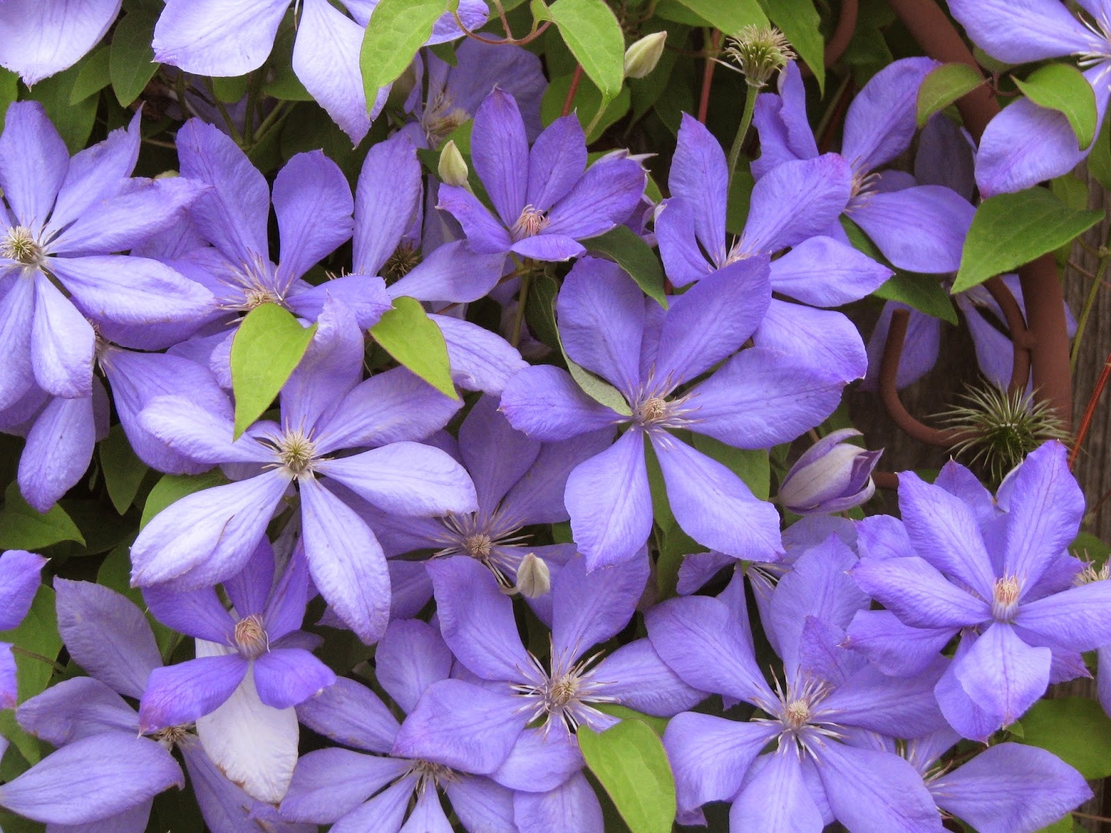 Klim Rose Winkel -Klim Rose Winkel clematis mrs cholmondeley bosrank bosdruif hires