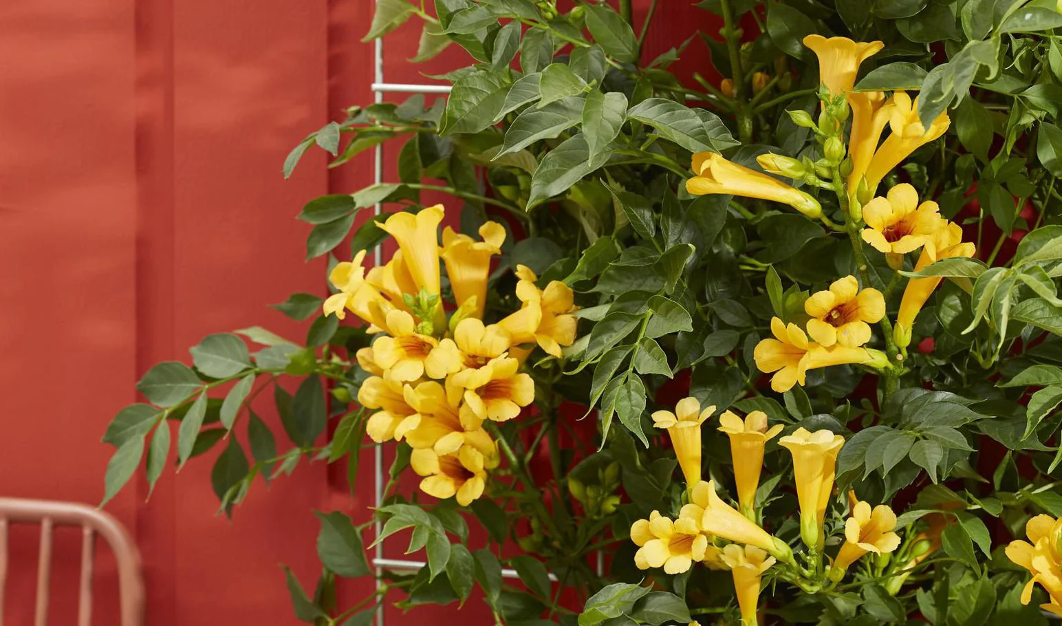 Klim Rose Winkel -Klim Rose Winkel top 10 des plantes grimpantes pour un exterieur fascinant 860382